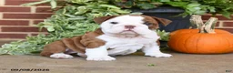 English Bulldog dogs for sale: Sandy - Ad 1