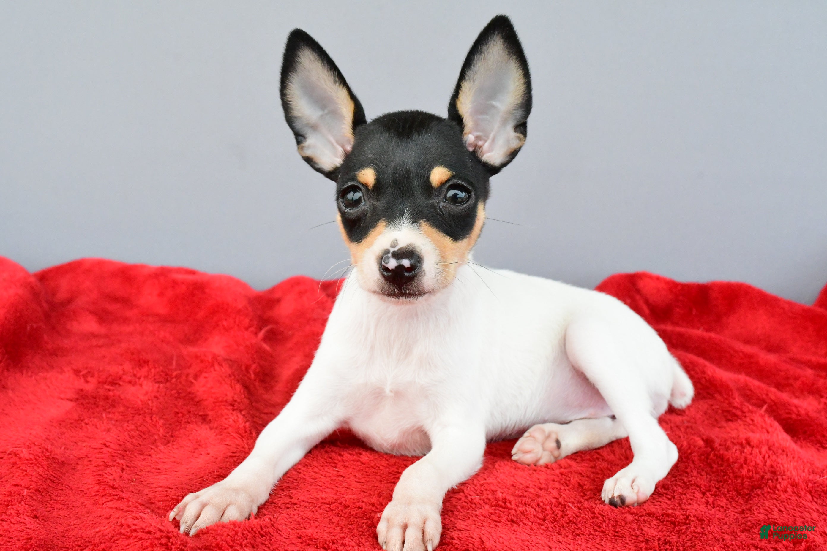 Toy Fox Terrier dogs Bridget - Ad 13