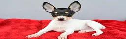 Toy Fox Terrier dogs for sale: Bridget - Ad 1