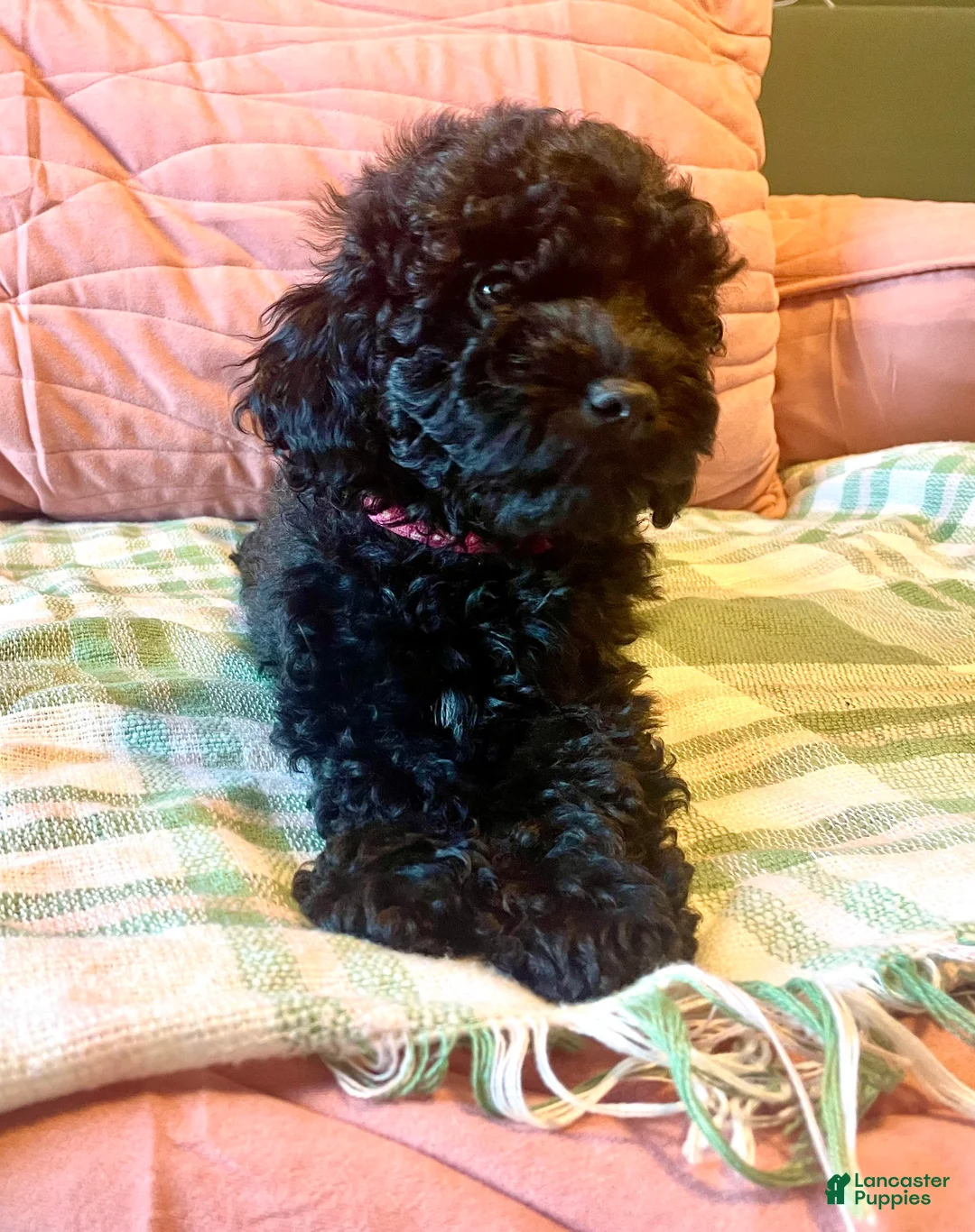 Mixed Breed dogs for sale: Pink - Ad 1
