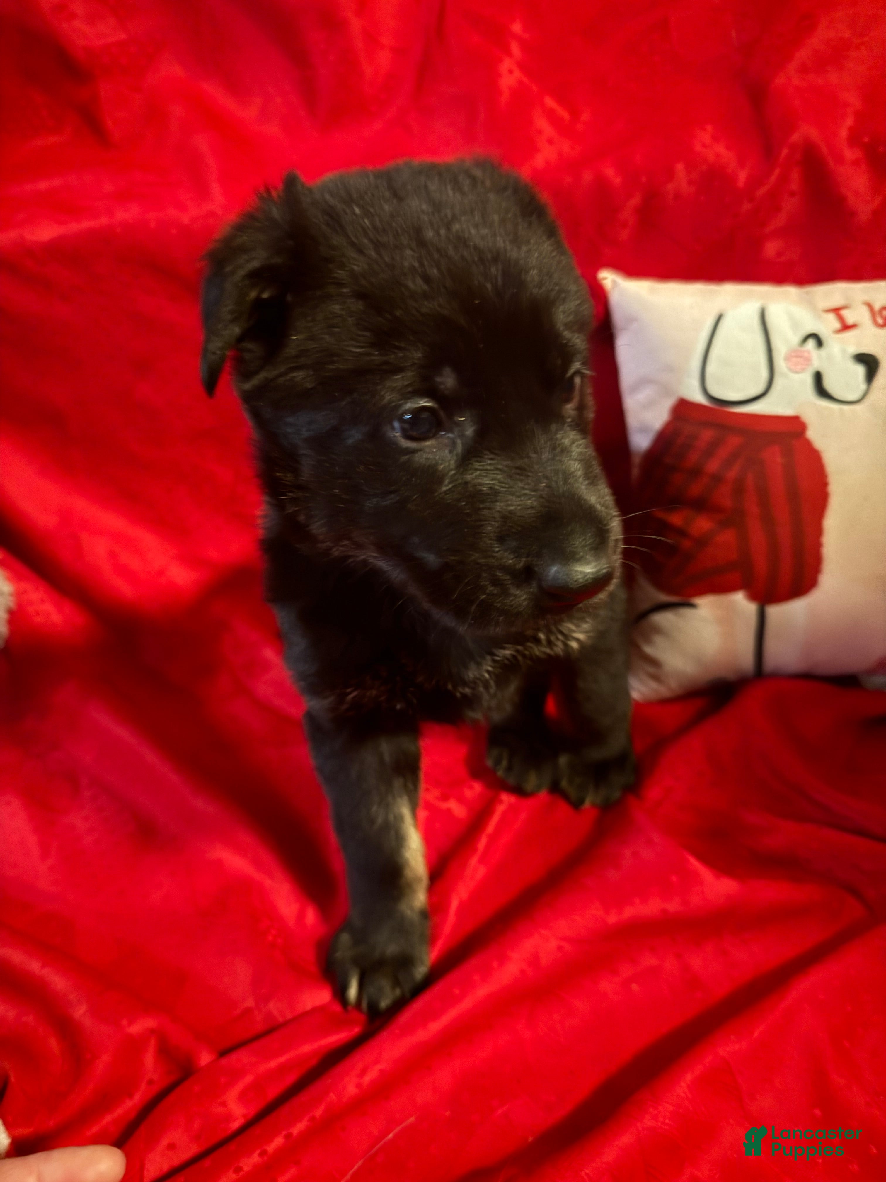 German Shepherd dogs Teddy - Ad 4