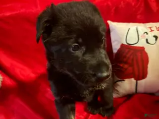 German Shepherd dogs Teddy - Ad 4