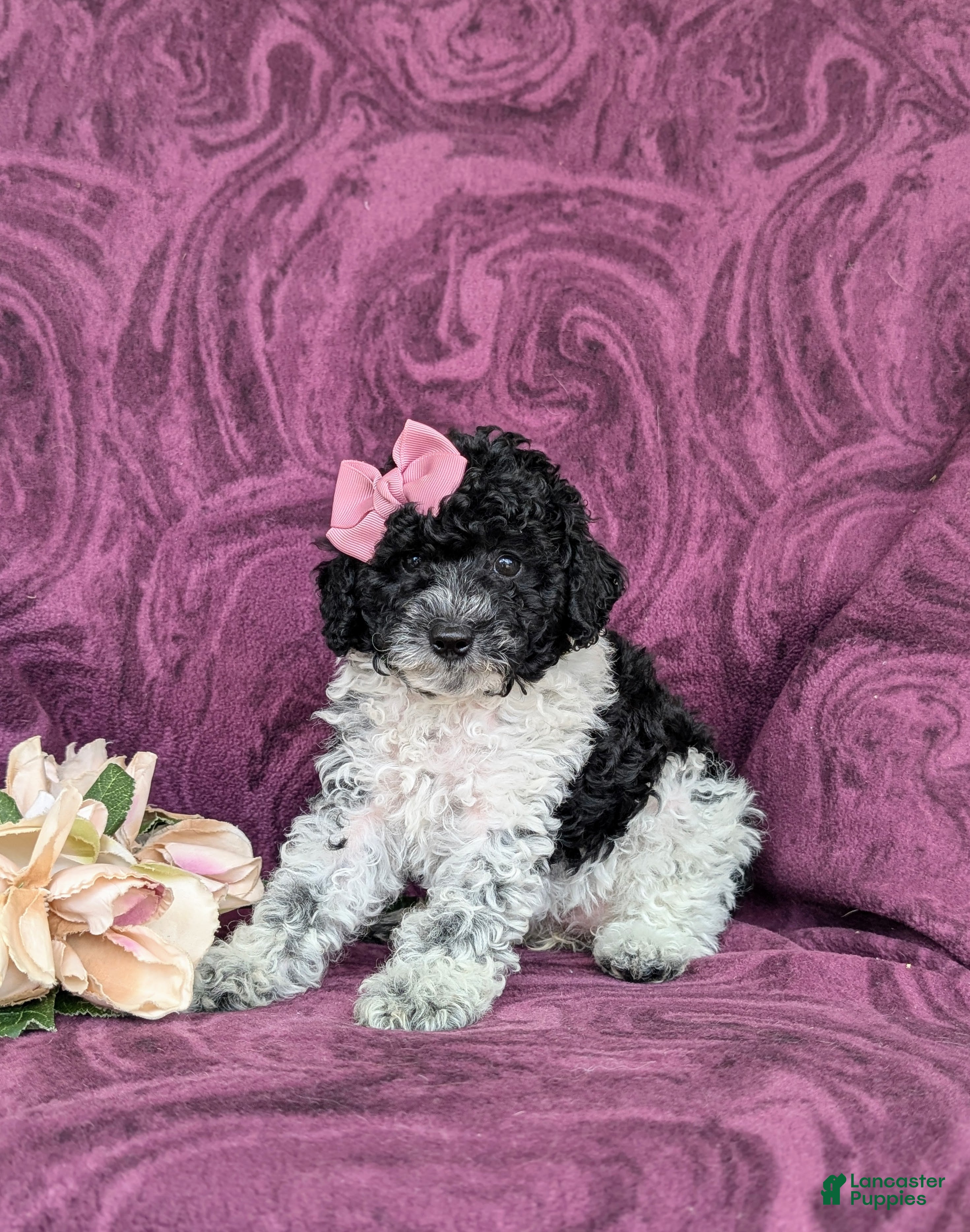 Toy Poodle dogs Emilie 7 lbs full grown - Ad 1