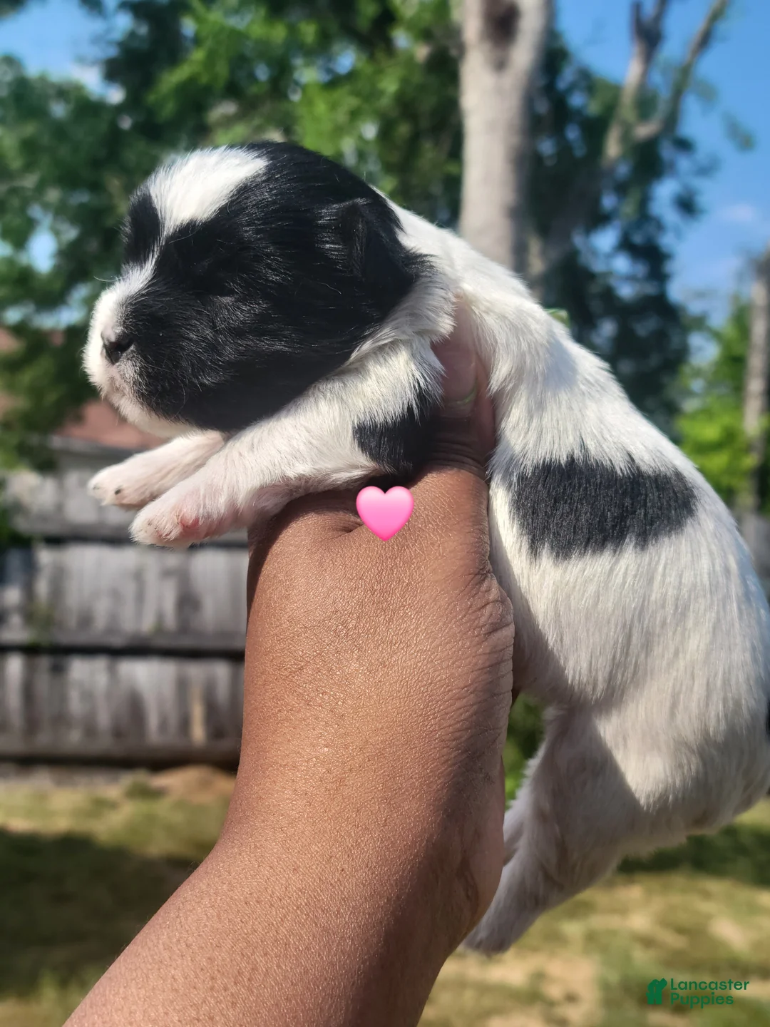 Yorkshire Terrier dogs for sale: Yorkshire Terrier Puppy 2 - Ad 2