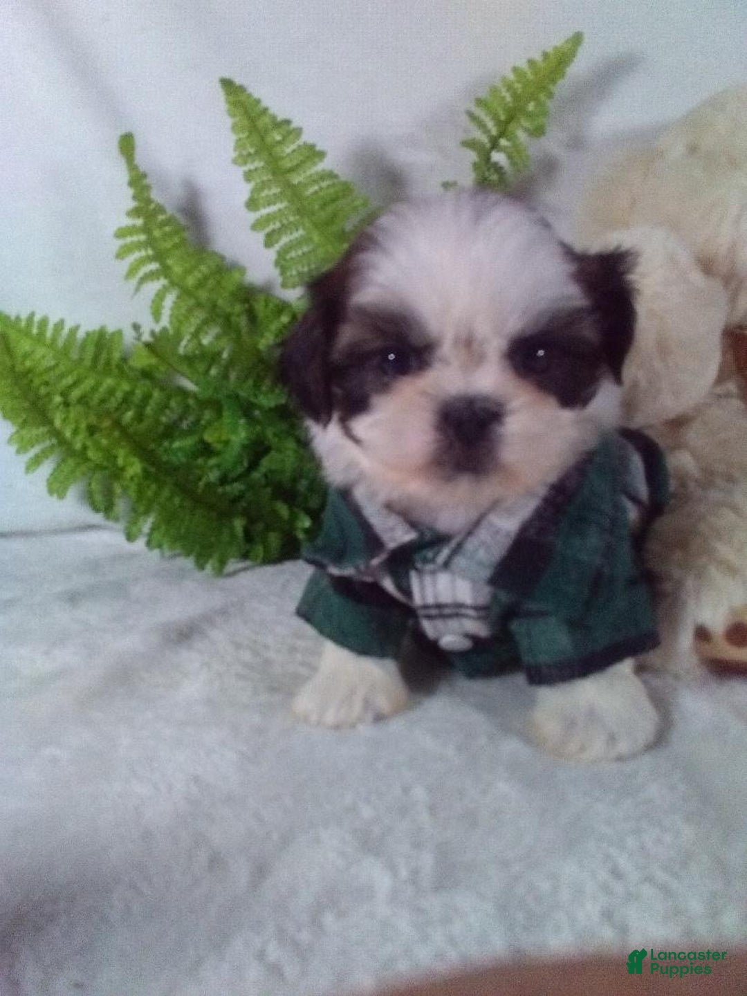 Shih Tzu dogs for sale: Baxter - Ad 3