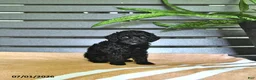 Miniature Poodle dogs for sale: Carissa - Ad 3