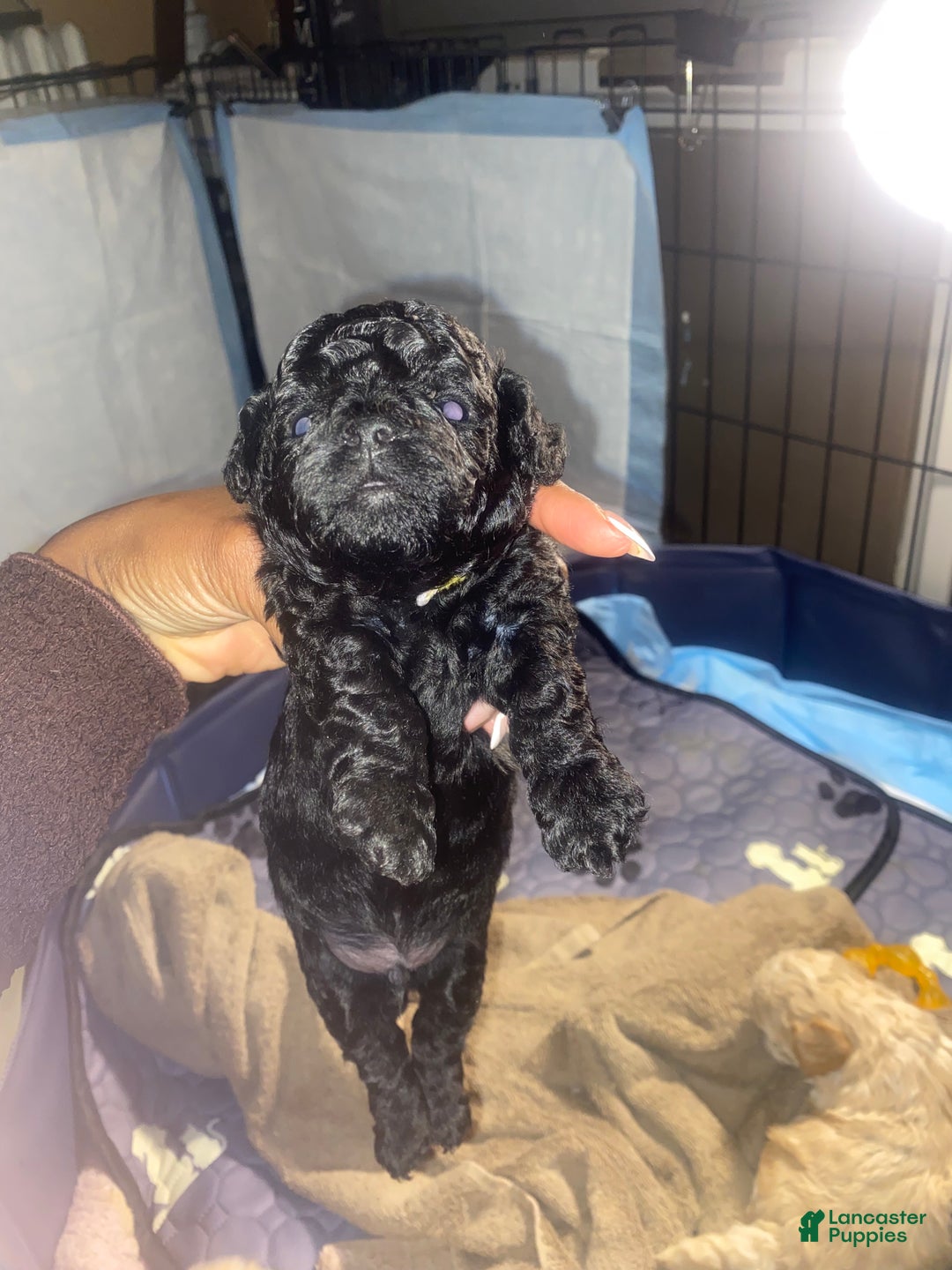 Shihpoo dogs for sale: Shihpoo Puppy 1 - Ad 1