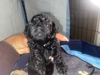 Shihpoo dogs Shihpoo Puppy 1 - Ad 39