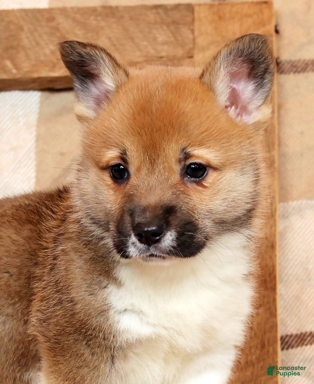 Welsh Corgi Pembroke dogs for sale: Casey - Ad 9