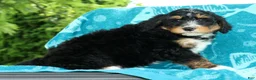 Mini Bernedoodle dogs for sale: Rocket - Ad 8