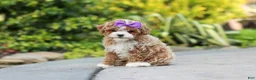 Cavapoo dogs for sale: Bella Rae - Ad 16