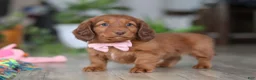 Miniature Dachshund dogs for sale: Max - Ad 2