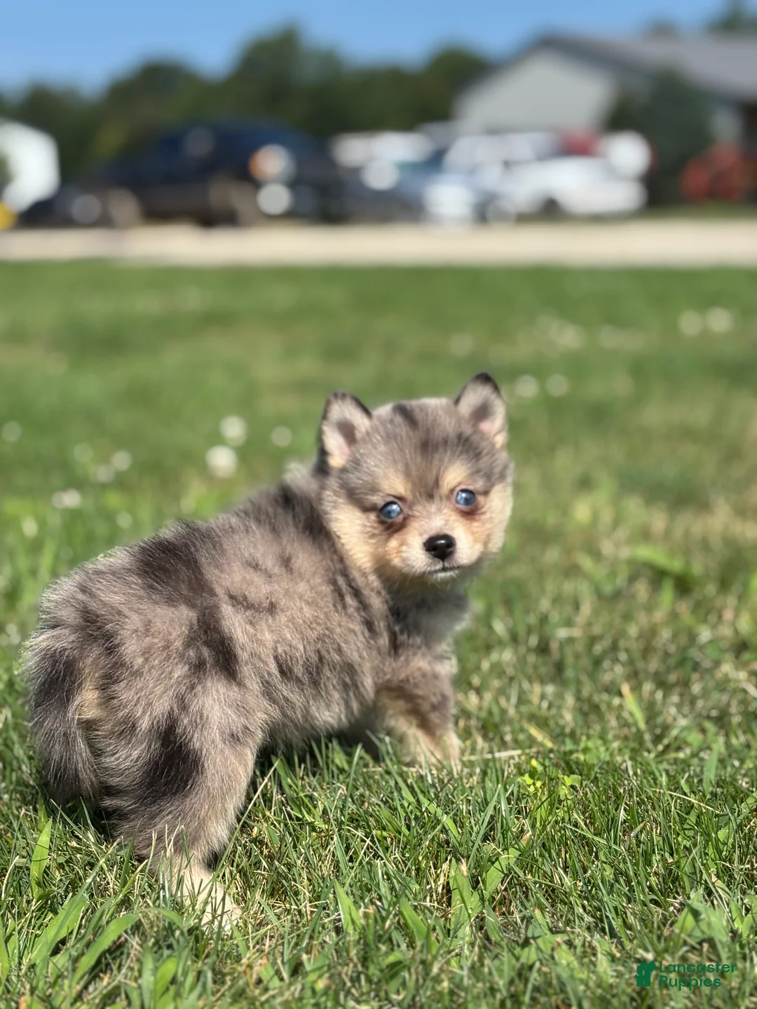 Pomsky dogs for sale: Glenda - Ad 3