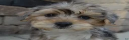 Yorkiepoo dogs for sale: Simba - Ad 8