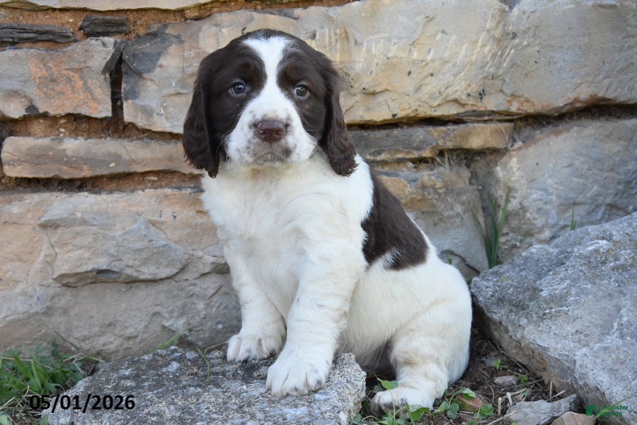 English Springer Spaniel dogs Sparky - Ad 2
