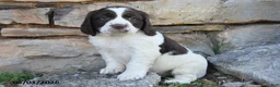 English Springer Spaniel dogs for sale: Sparky - Ad 2