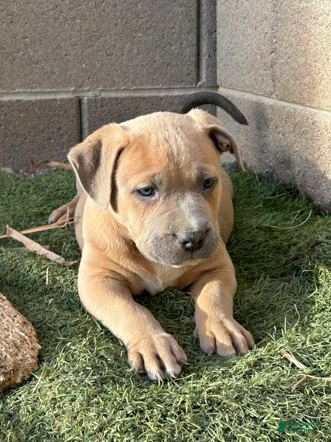 American Bully dogs for sale: American Bully Puppy 1 - Ad 1