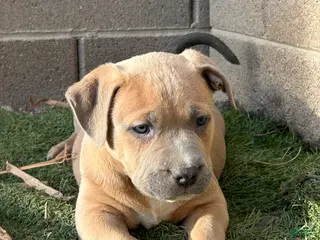 American Bully dogs American Bully Puppy 1 - Ad 3