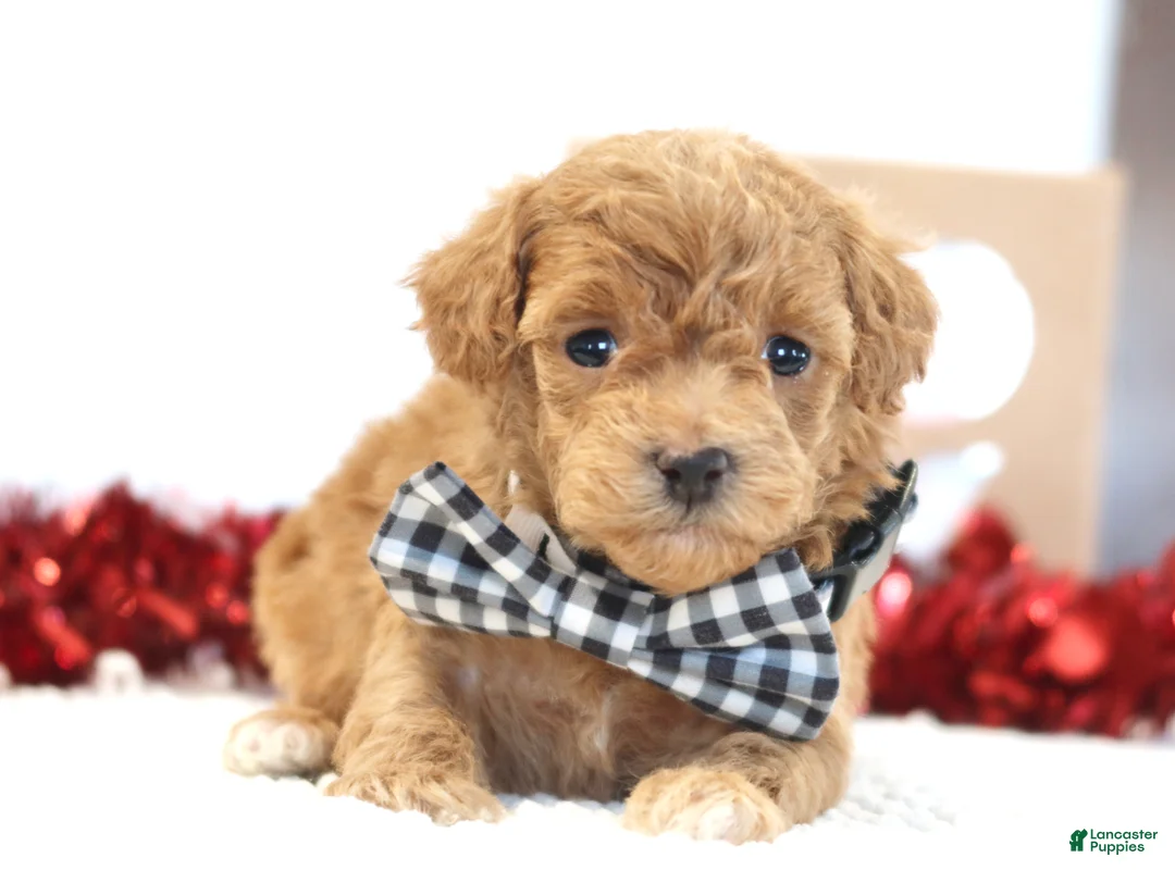 Toy Poodle dogs for sale: Heartbreaker - Ad 2