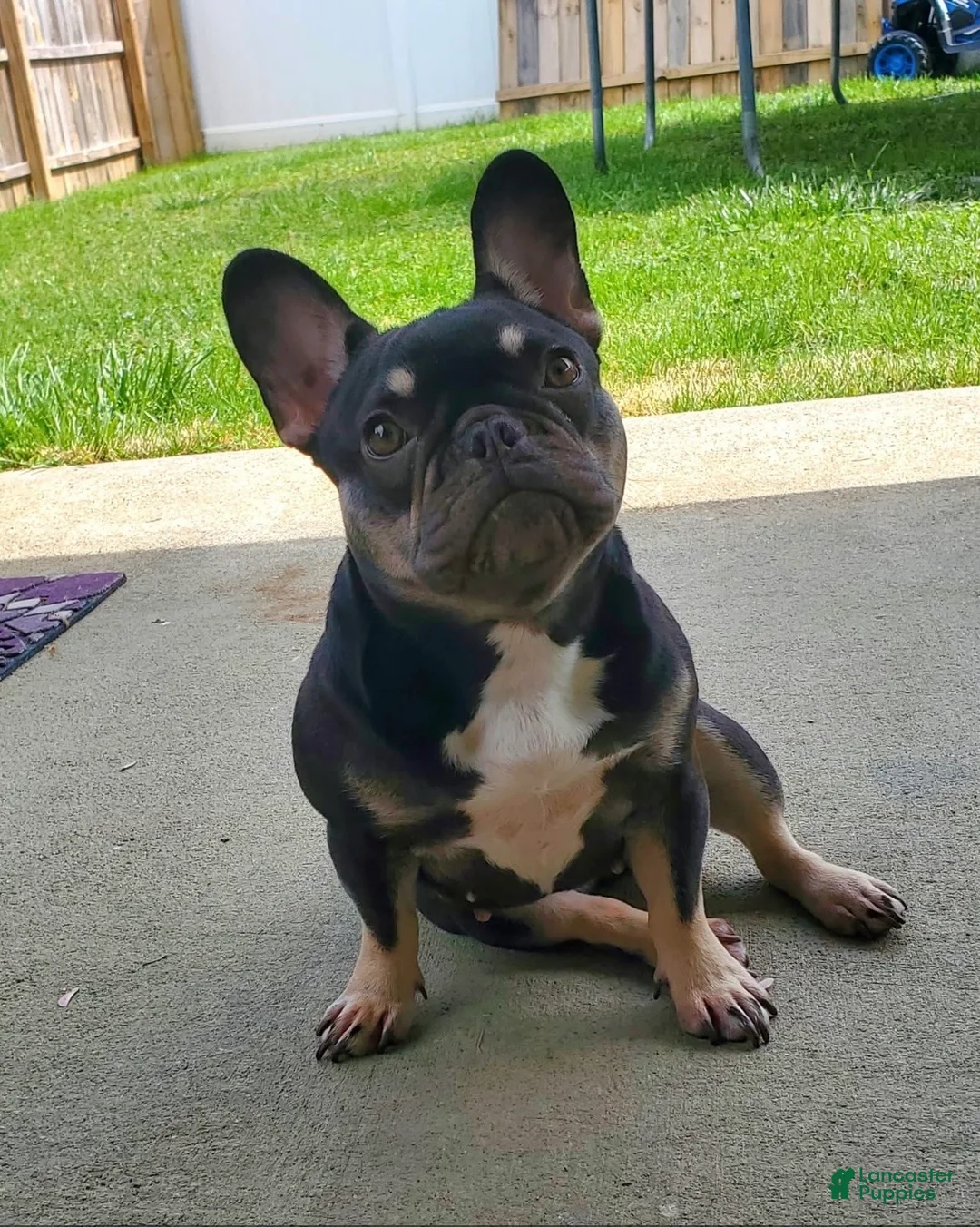 French Bulldog dogs for sale: Munchy - Ad 7