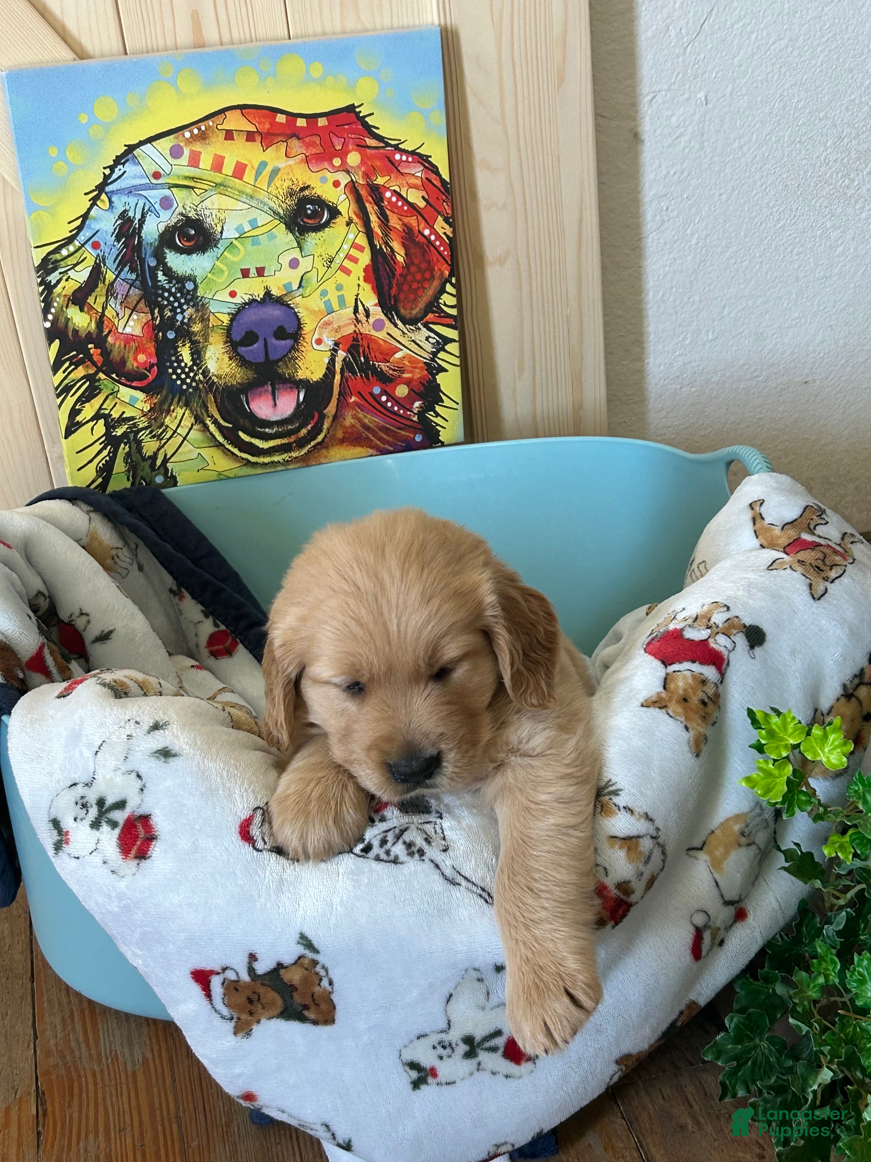 Golden Retriever dogs Golden Retriever 6/Hazel - Ad 1