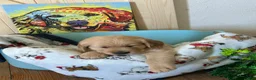 Golden Retriever dogs for sale: Golden Retriever 6/Hazel - Ad 1