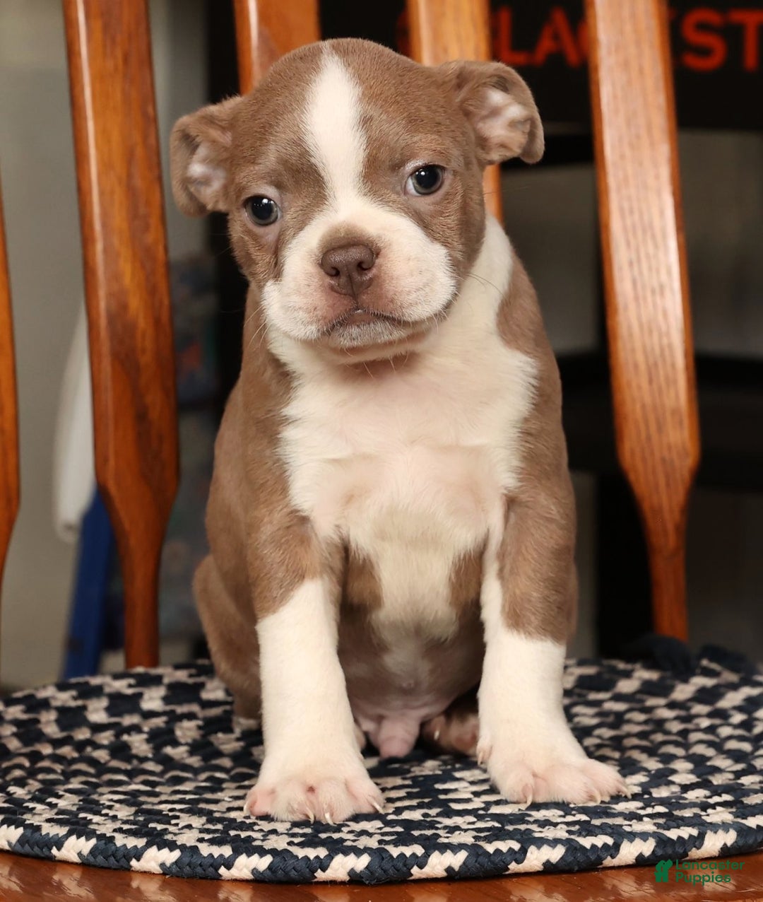 Boston Terrier dogs for sale: Riley - Ad 6