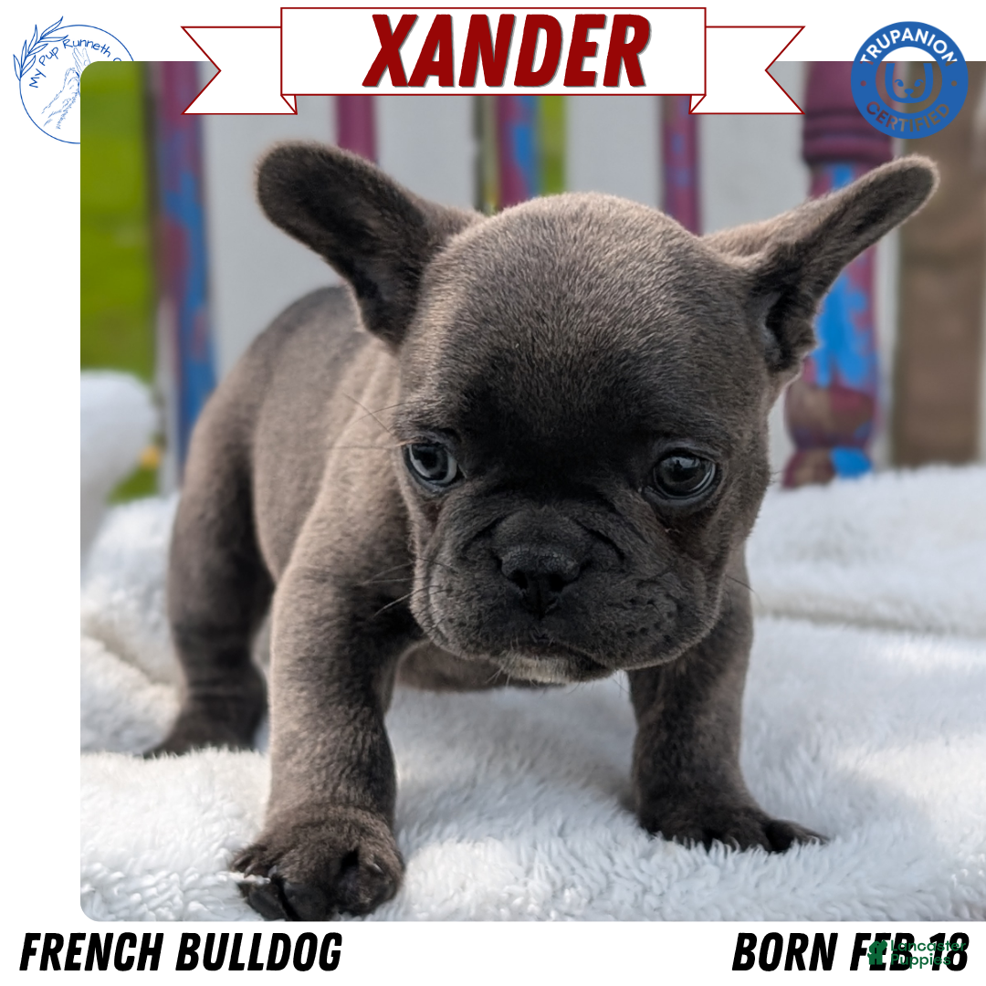 French Bulldog dogs for sale: Xander - Ad 4