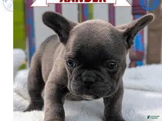 French Bulldog dogs for sale: Xander - Ad 4