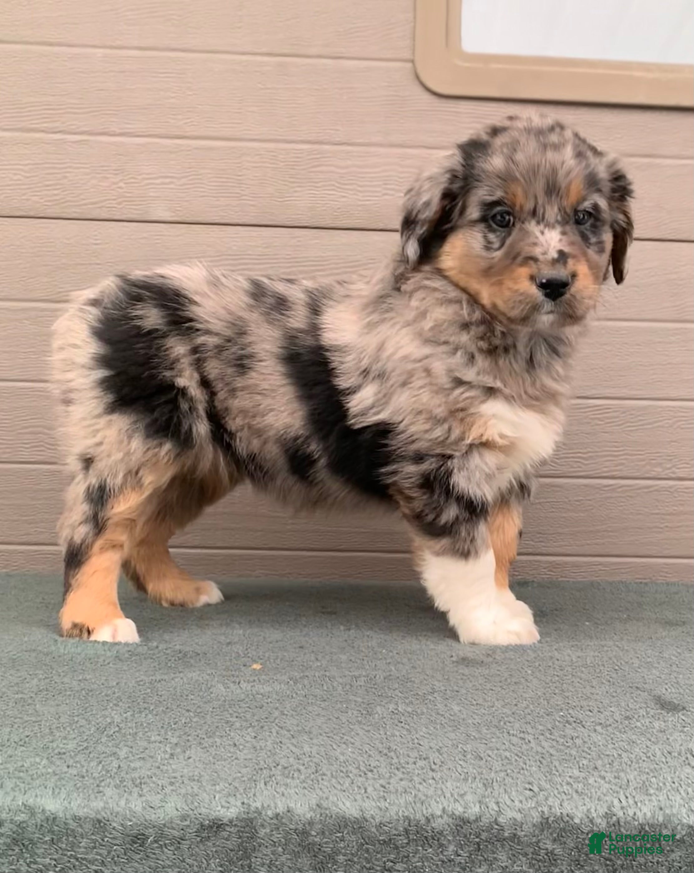 Aussiedoodle dogs Jenny - Ad 9