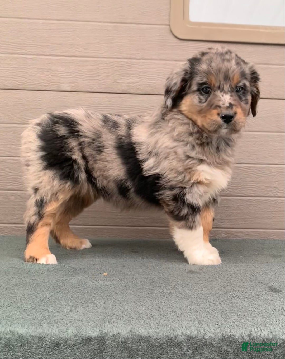 Aussiedoodle dogs for sale: Jenny - Ad 1