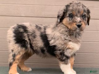 Aussiedoodle dogs Jenny - Ad 9