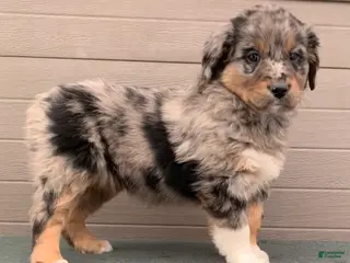 Aussiedoodle dogs Jenny - Ad 12