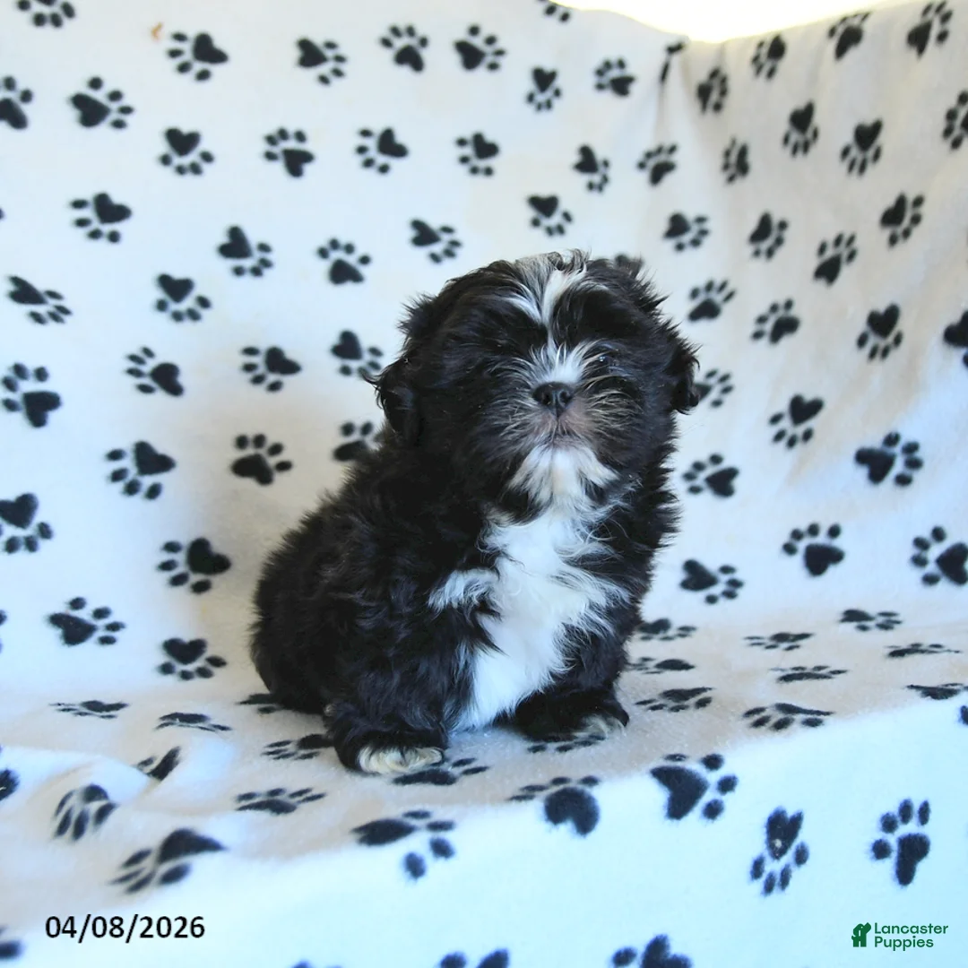 Shih Tzu dogs for sale: Finn - Ad 2