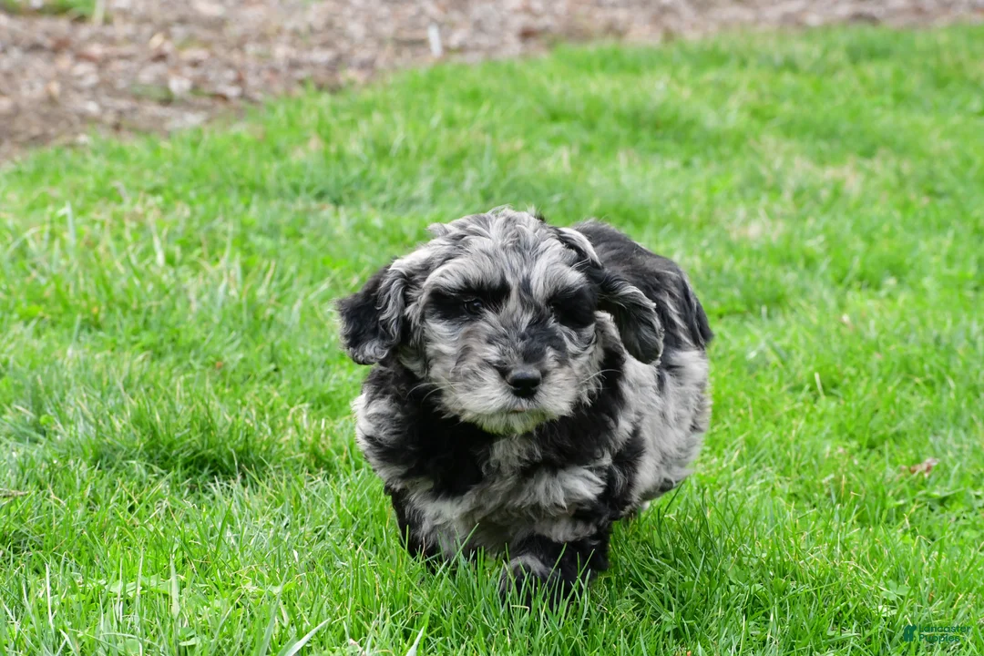 Newfypoo dogs for sale: Piper - Ad 11