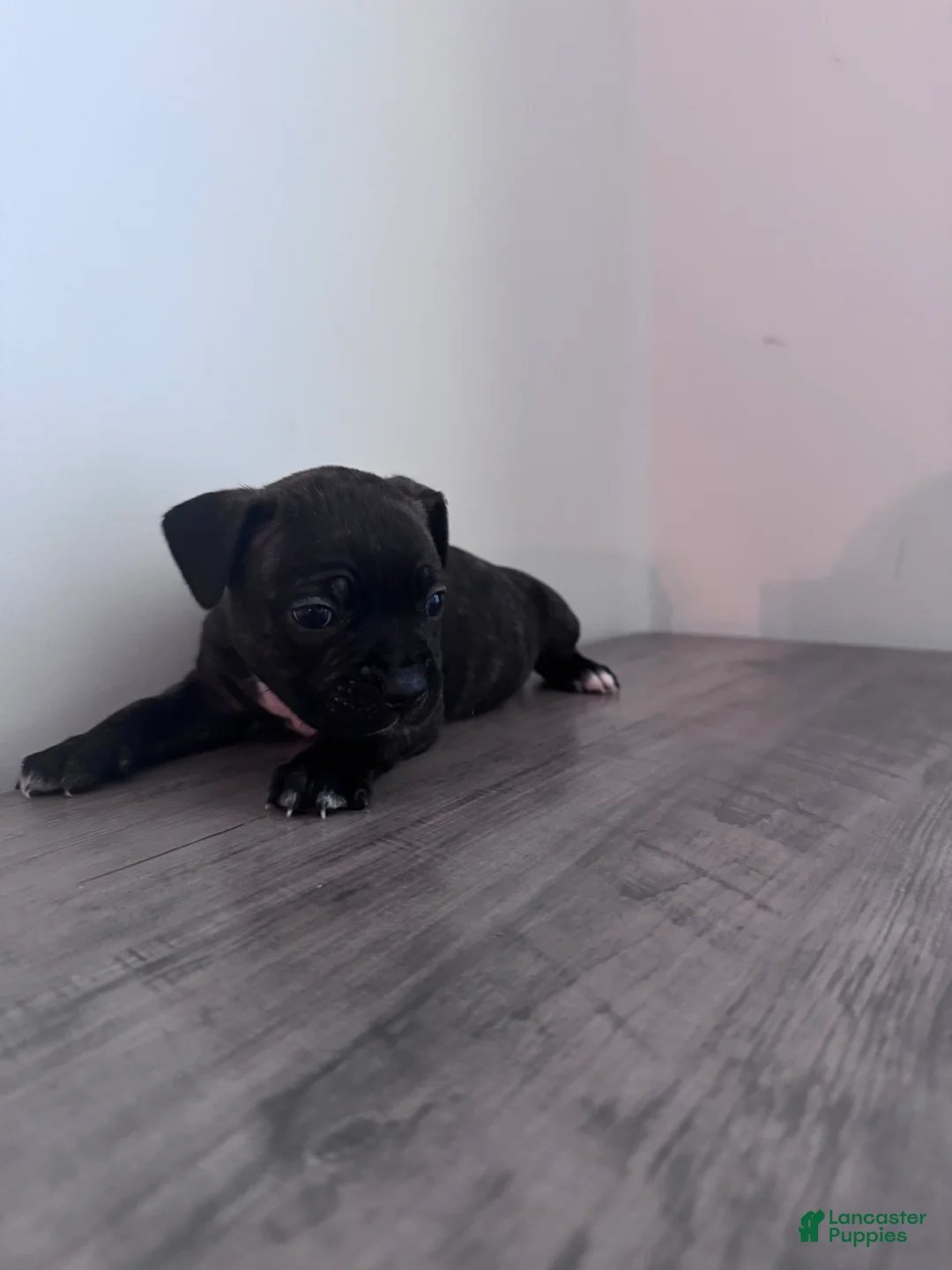 Mixed Breed dogs for sale: S’mores 🐾🤎 - Ad 2