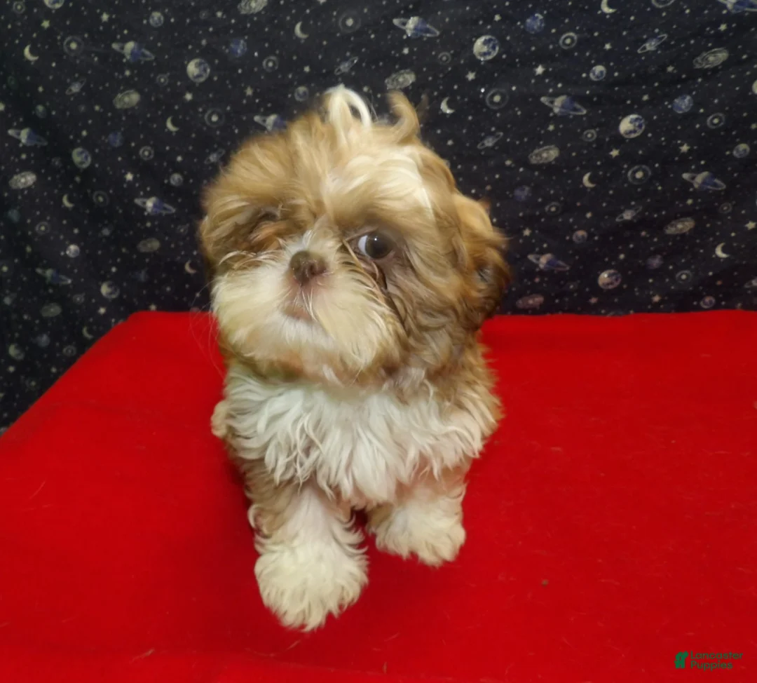 Shih Tzu dogs for sale: Mary - Ad 2