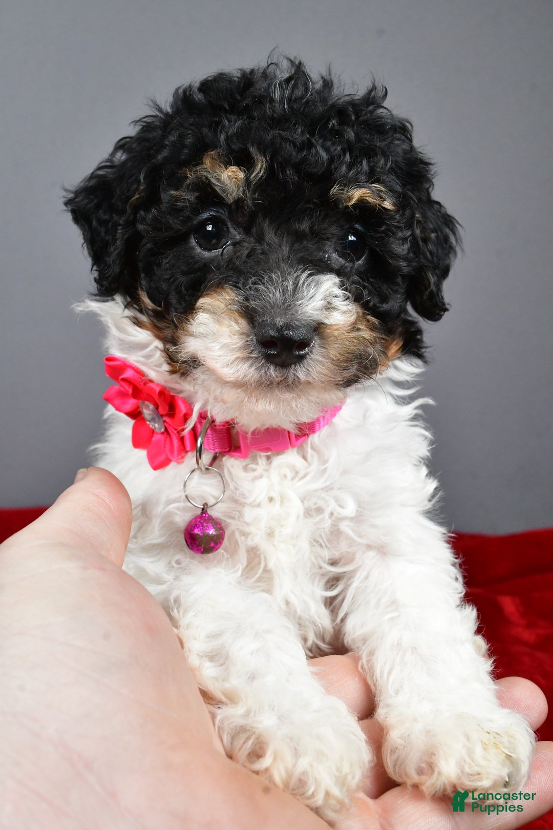 Miniature Poodle dogs for sale: Allison - Ad 7