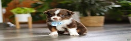 Miniature Australian Shepherd dogs for sale: Cadbury - Ad 6