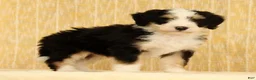 Mini Bernedoodle dogs for sale: Charlie - Ad 3