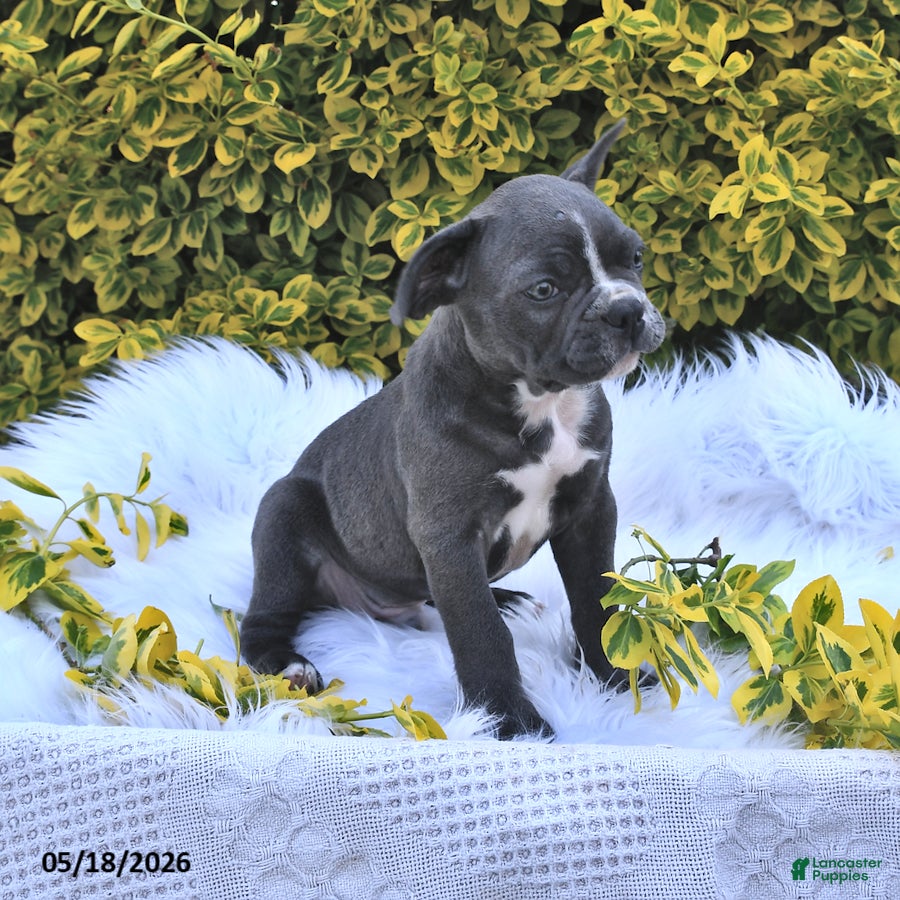 Frenchton dogs Rover - Ad 2