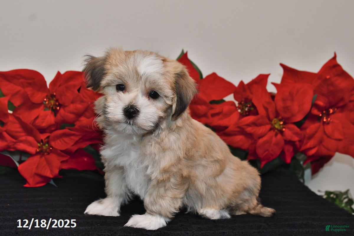 Havanese dogs Bentley - Ad 32