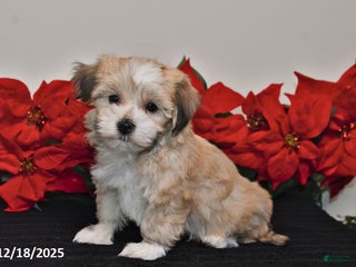 Havanese dogs Bentley - Ad 41