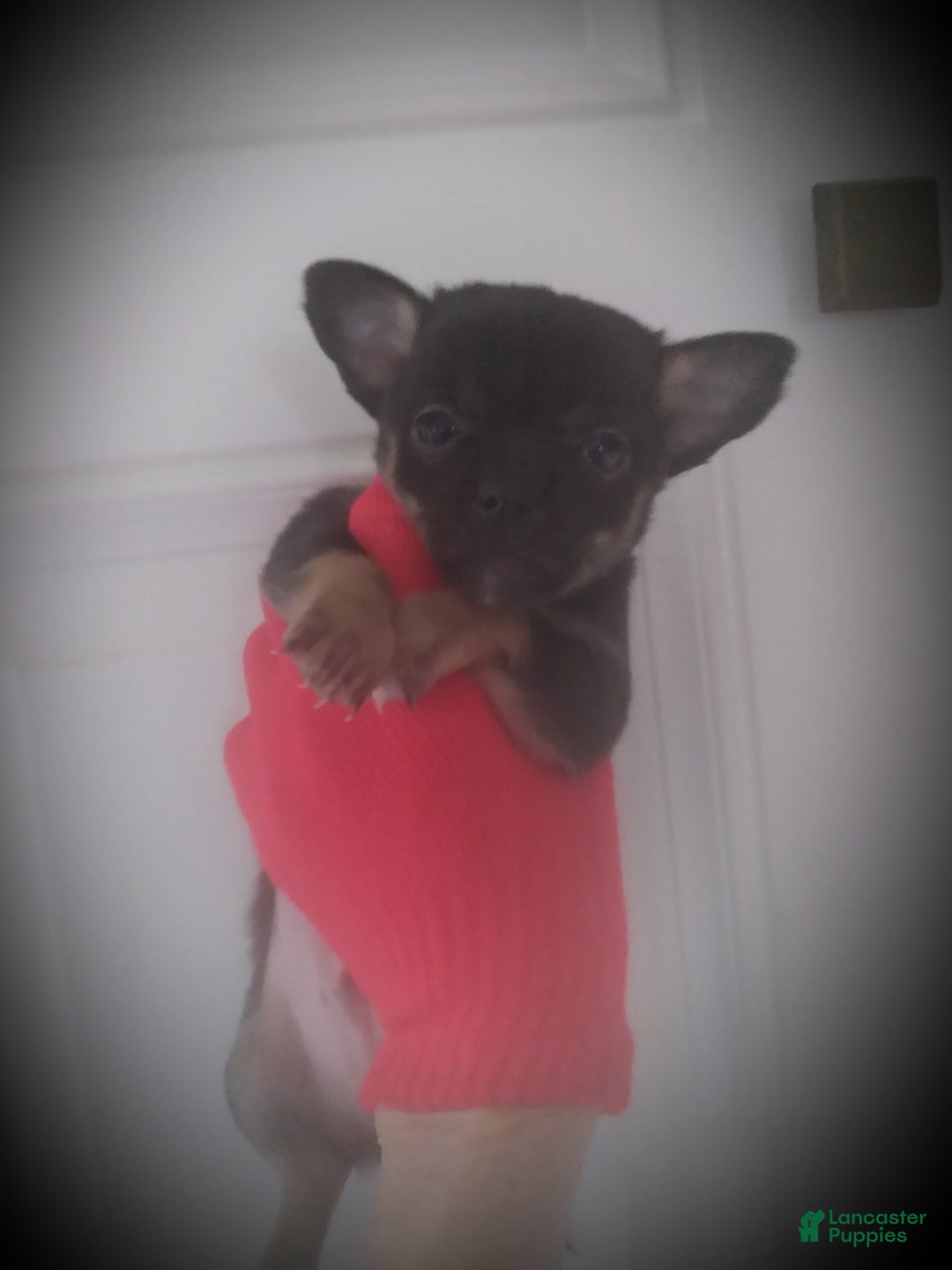 Chihuahua dogs for sale: Hero - Ad 1