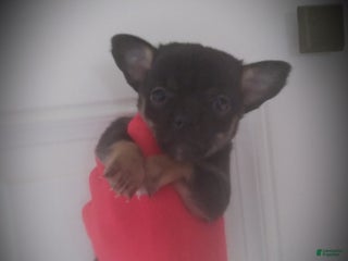 Chihuahua dogs for sale: Hero - Ad 1