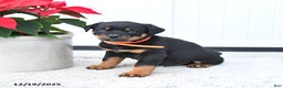 Rottweiler dogs for sale: Titan - Ad 3