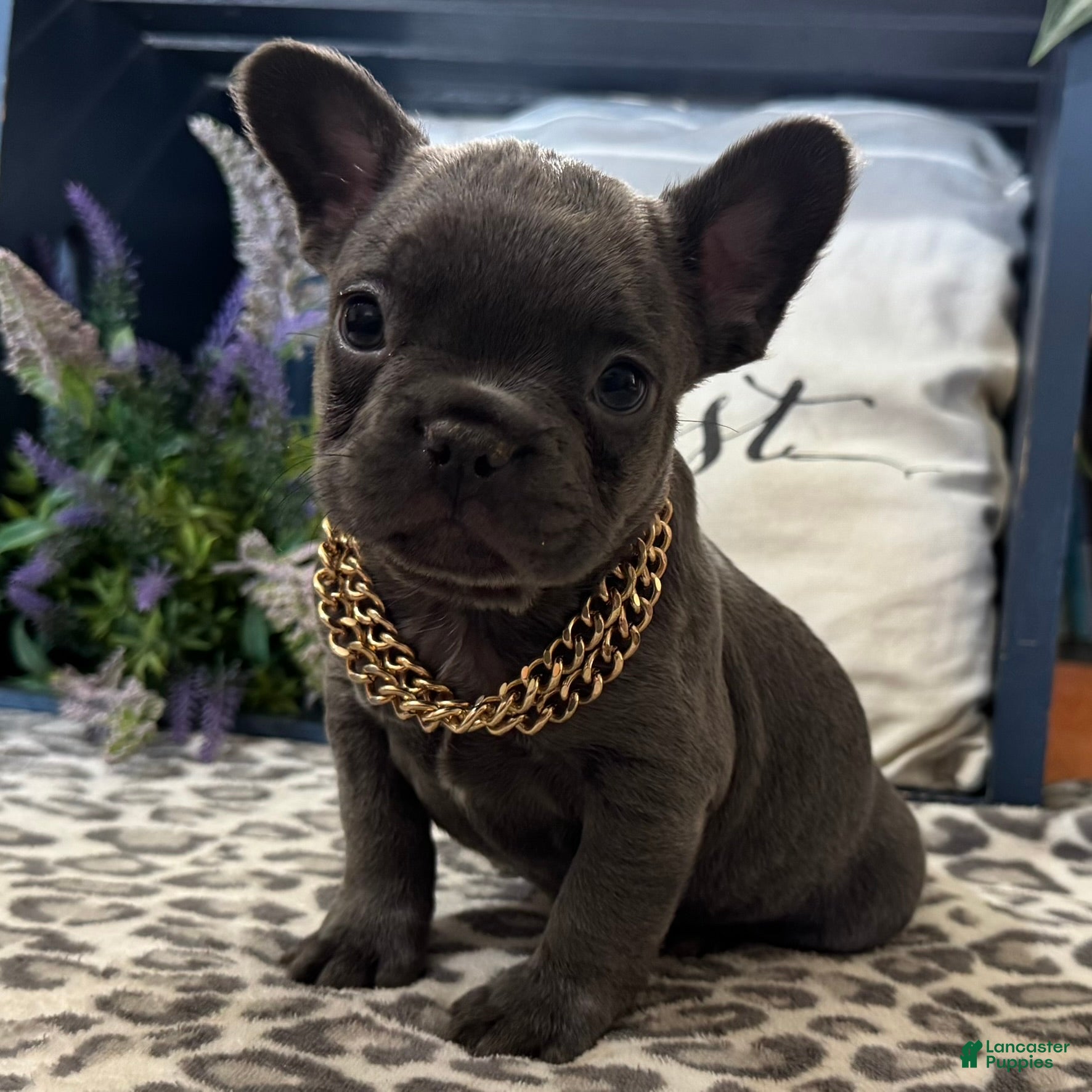 French Bulldog dogs Flynn - Ad 1