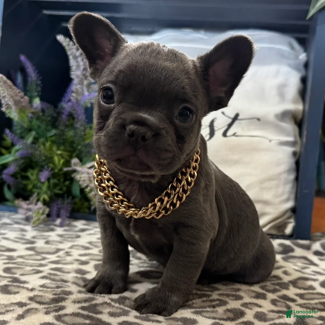 French Bulldog dogs for sale: Flynn - Ad 1