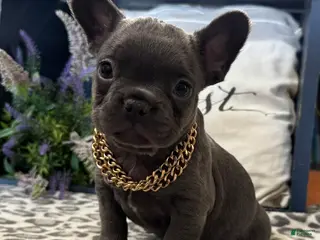 French Bulldog dogs for sale: Flynn - Ad 1