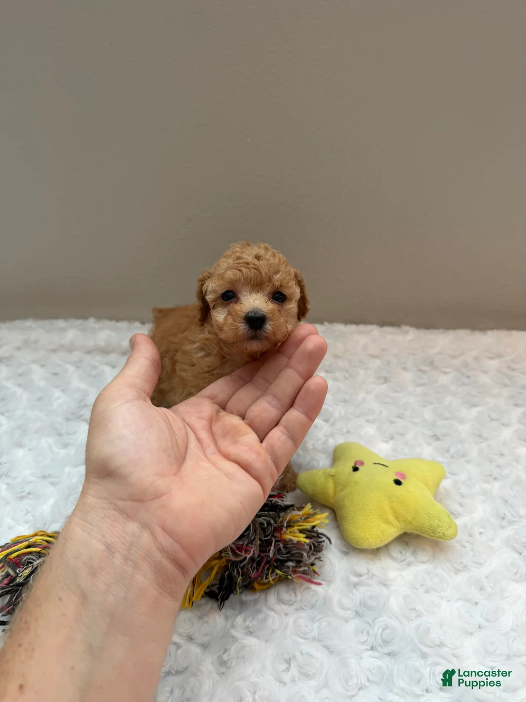 Toy Poodle dogs for sale: Toy Poodle teacup girl  - Ad 1